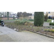 Rozen snoeien