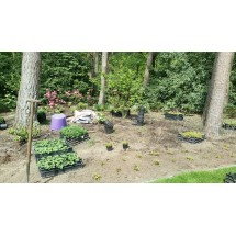 Borders aanplanten